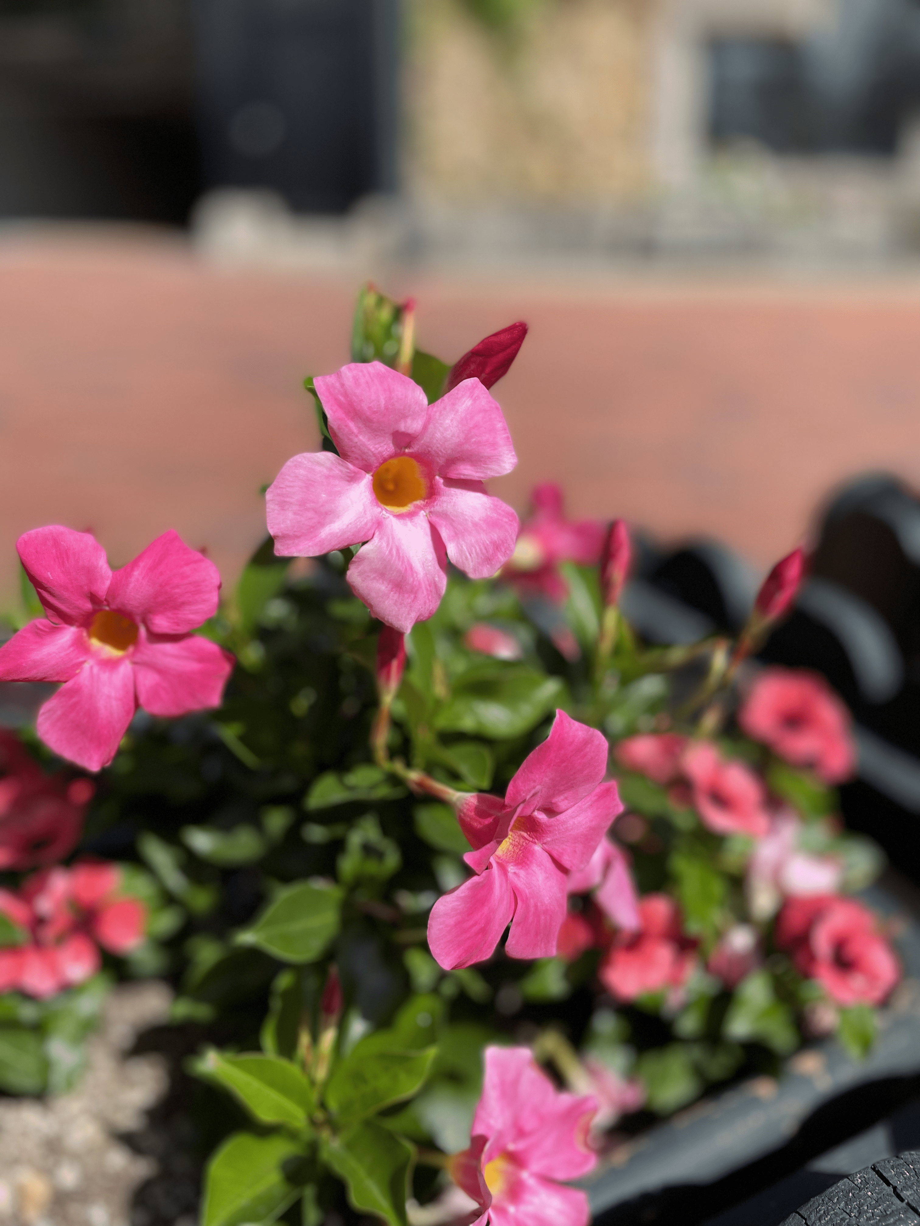 白い恋人パーク